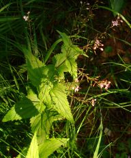 2013-07-13_Regina-F-Rau_Sonnenspitze3 (177).JPG